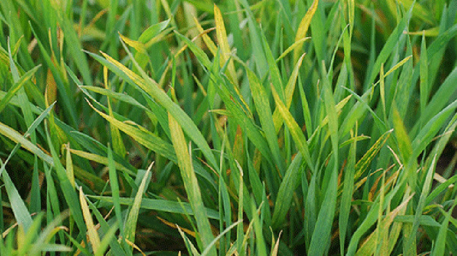 Yellowing in wheat fields