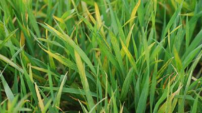 Yellowing in wheat fields