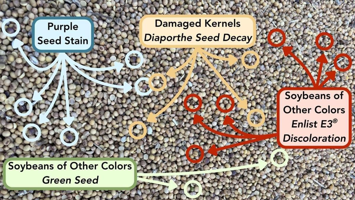 Soybeans