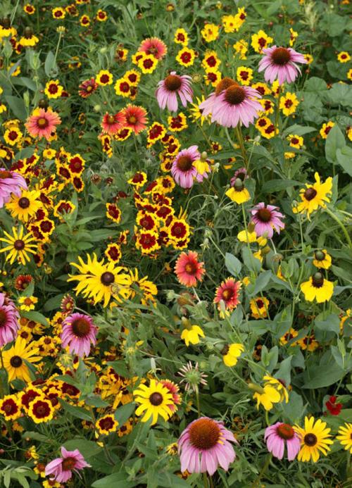 Wildflowers