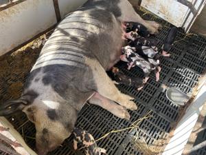 Wondercheck Farms 5.jpg