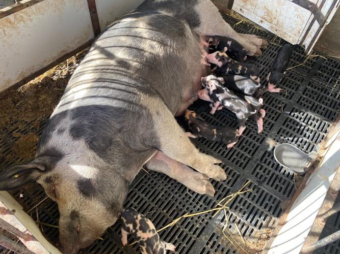 Wondercheck Farms 5.jpg