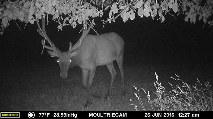 Trailcam photo