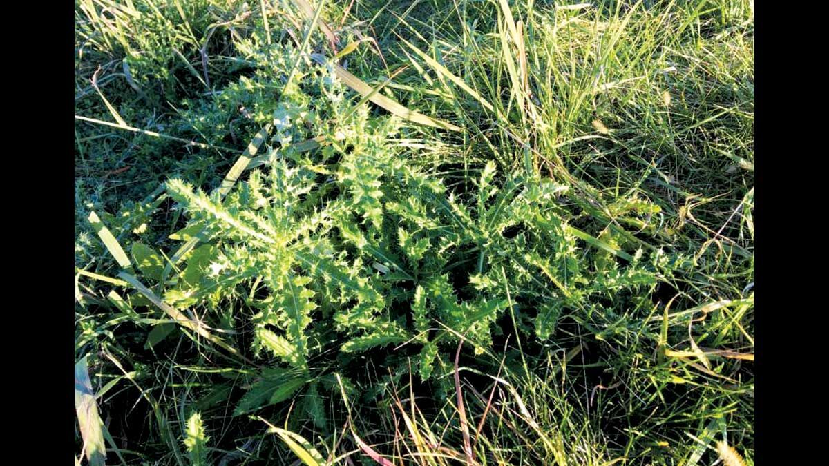 Pasture-Weed-Control-photo