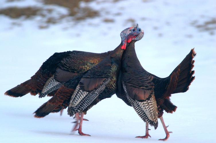 Turkeys