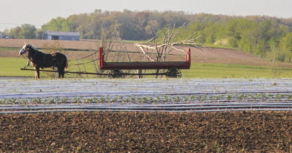 Amish wagon in field with young crops