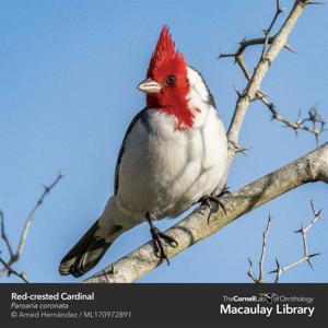 Red-crested cardinal bird