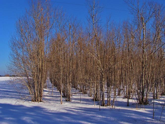 Woody biomass