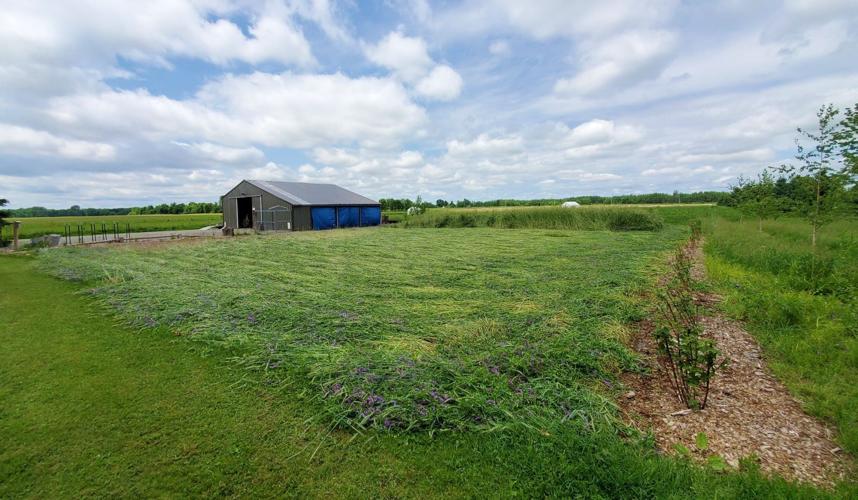 Schevers' garden with cover crops