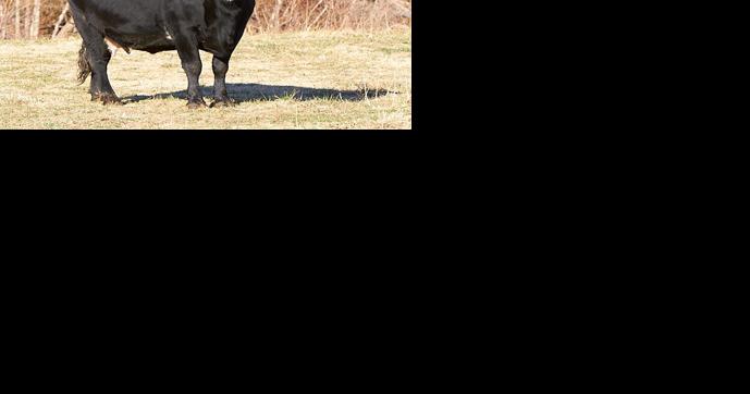 Quality nutrition must for cowherd success - Vimarsana News