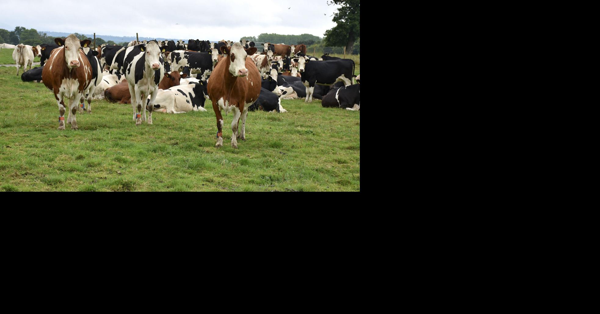 Europe takes livestock U-turn