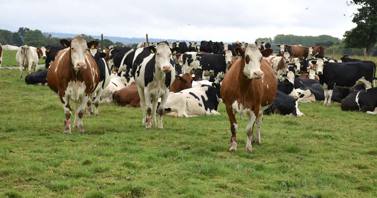 Europe takes livestock U-turn