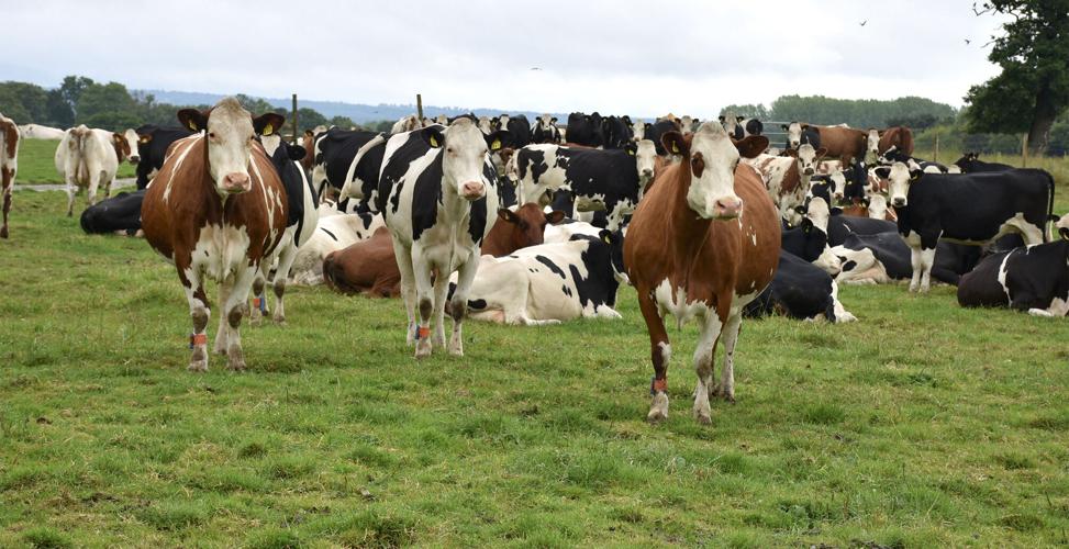 Cows cattle