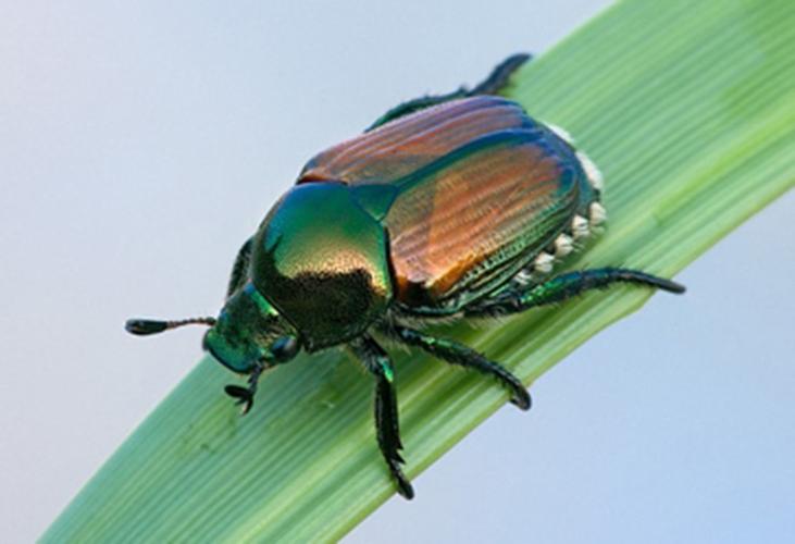 Japanese beetle
