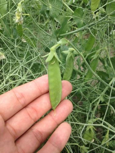 Peas for cattle 4.jpg