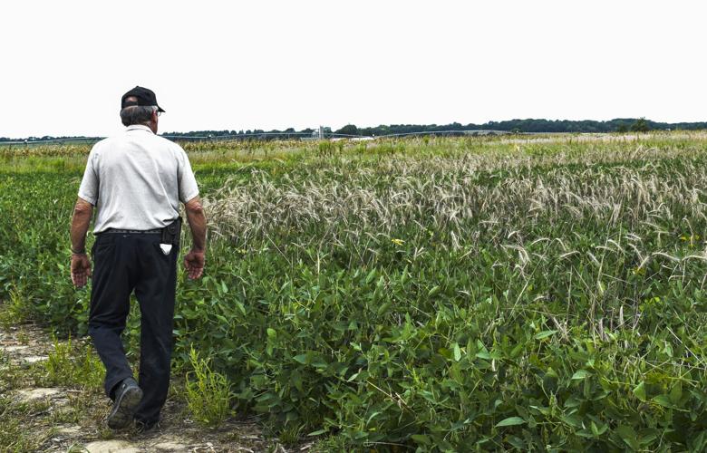 Mark O'Brien walks soybean plot planted with cereal rye