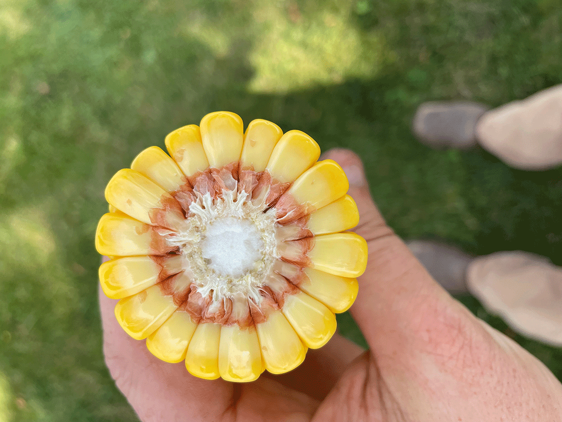 corn cob