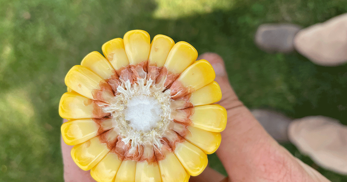 What to watch in cornfields for ideal silage harvest