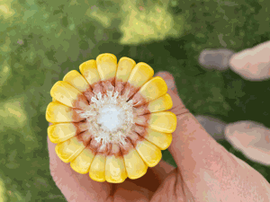 corn cob