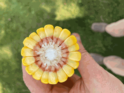 corn cob