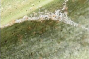 Spider mites