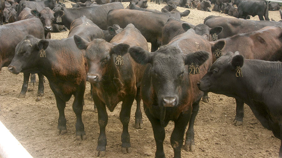 Packers seek to meet market demand for more meat