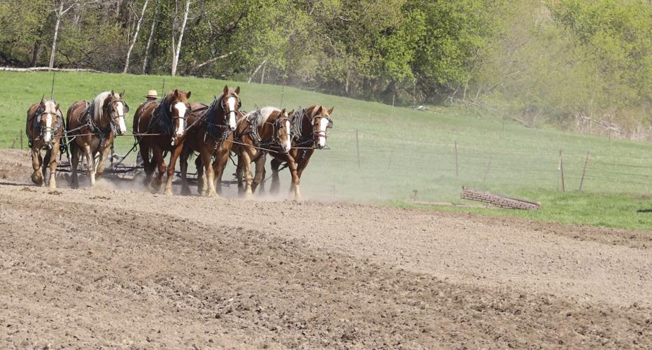 Amish plow in field