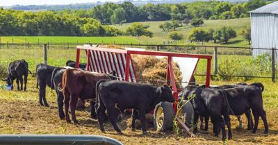 Fat cattle feeding