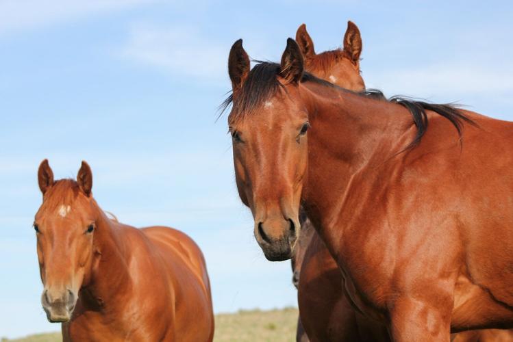 Blister Beetles 1 horses.jpg