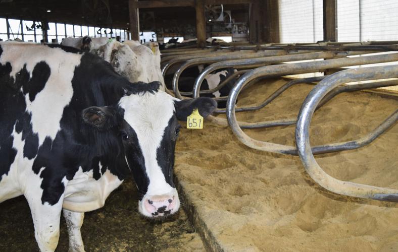 Cow with sand bedding