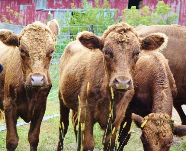 Dexter heifers