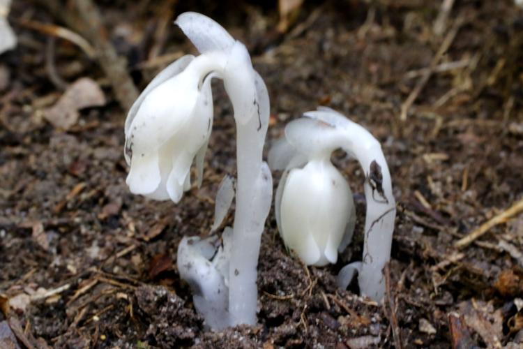 Ghost plant