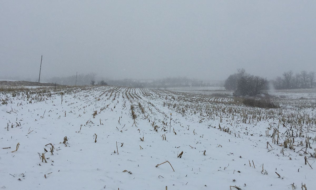 Snowy field