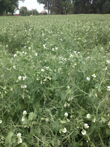 Peas for cattle 5.jpg