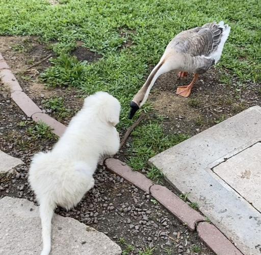 Angus with goose