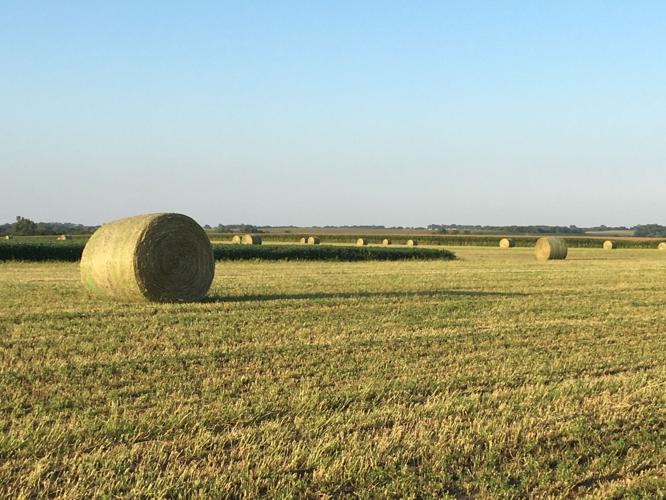 Hay bales