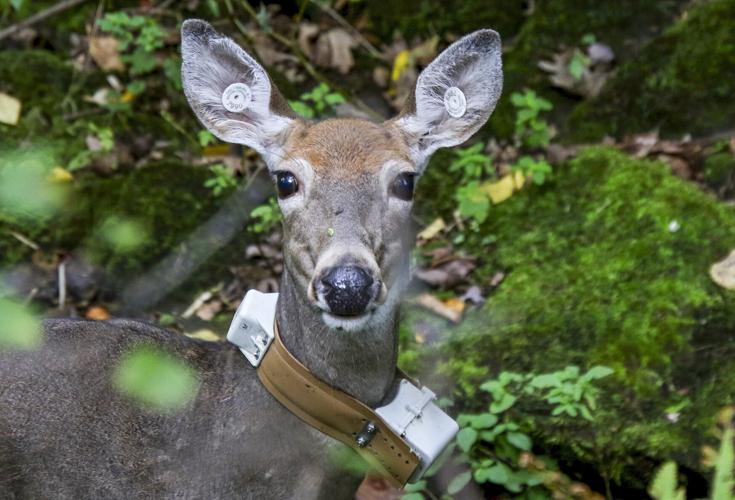Deer with collar