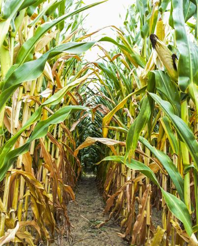 Few weeds in corn row