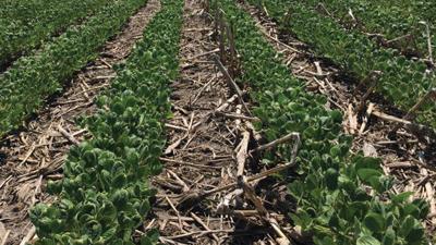 ISU Dicamba damage