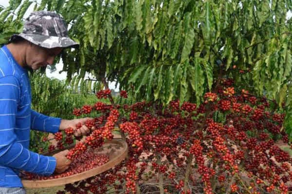 Coffee crop in Brazil