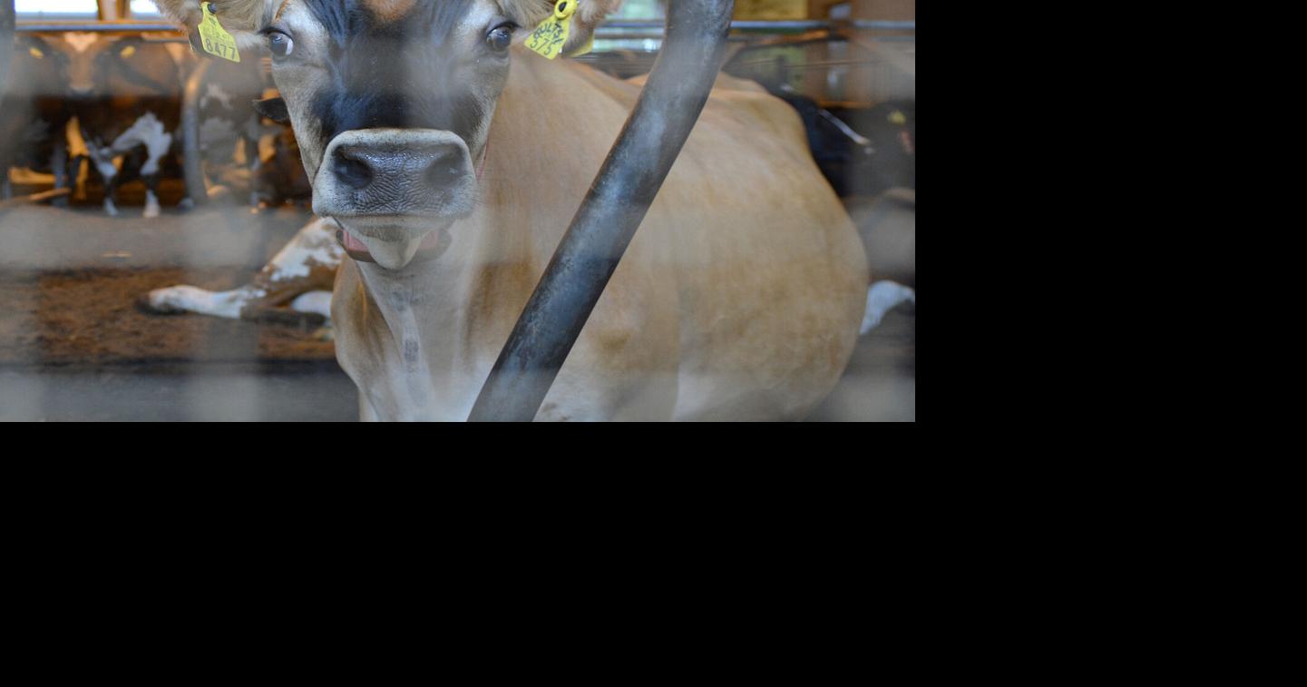 Farmers call for voluntary milk reduction