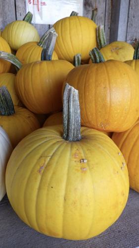 Pumpkins