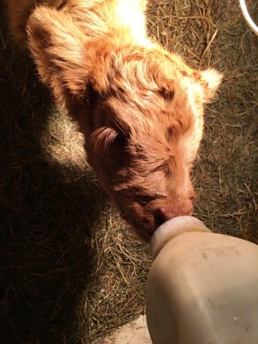 Calf drinks from bottle