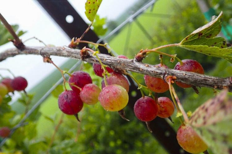 Captivator gooseberry