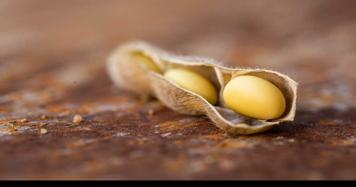 New soybean facility coming to the Bootheel