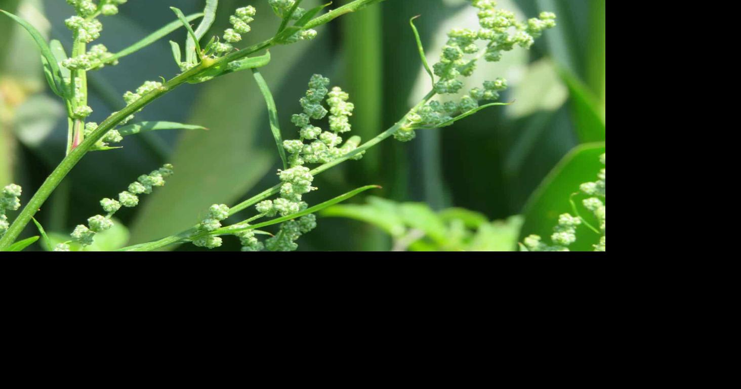 Read about flowering weeds, viable seeds