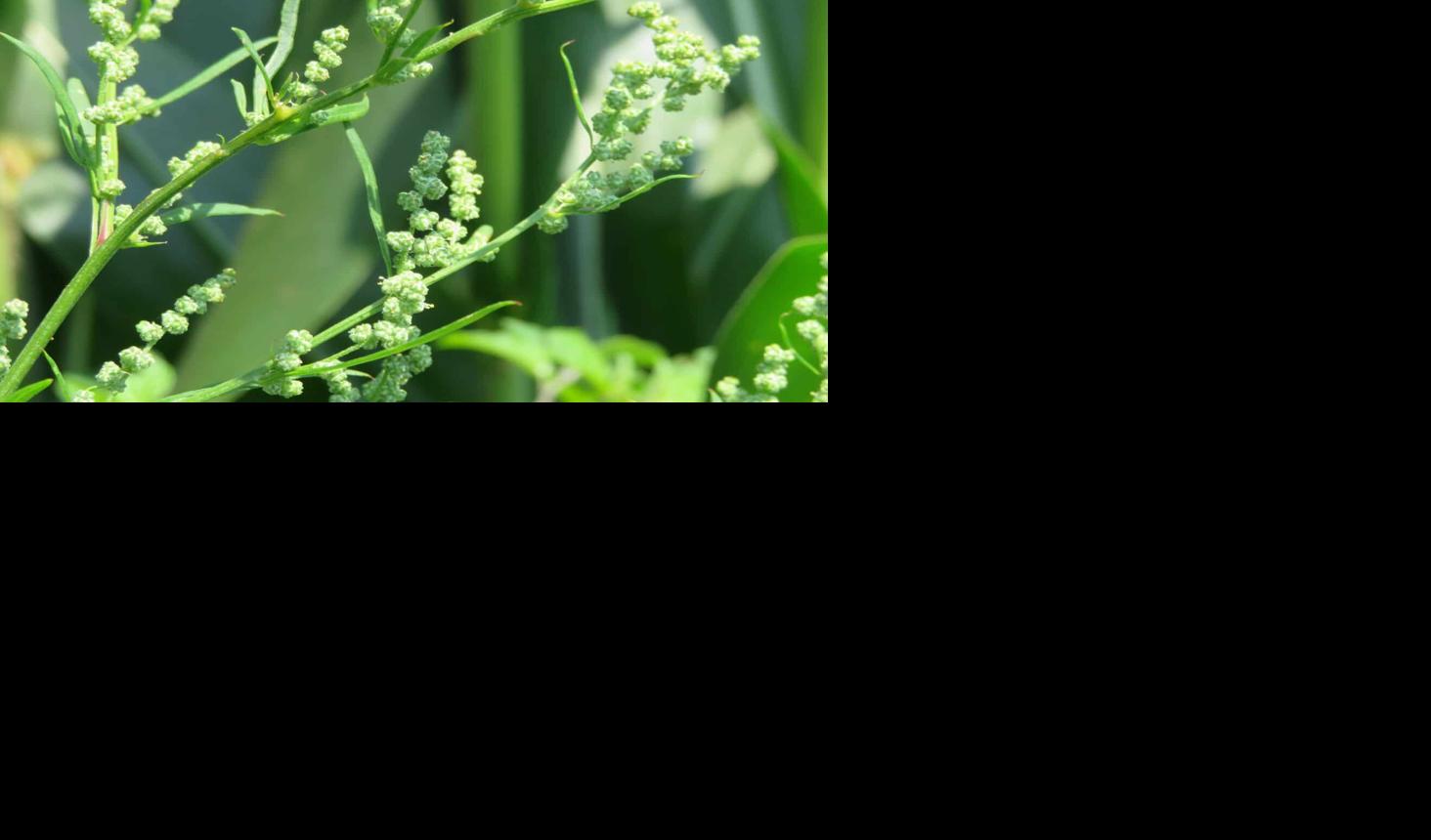 Lambsquarters