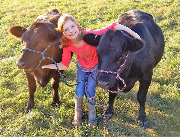 Erin Chambers Dexter cattle