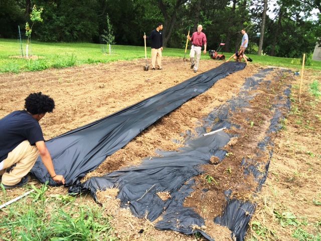 Installing plastic mulch in Grow Academy garden