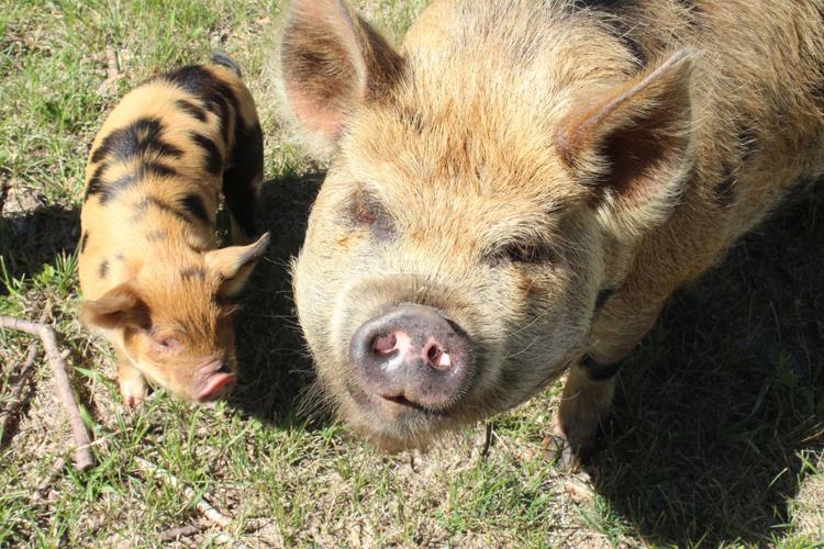 Blue Dasher field day (21).JPG